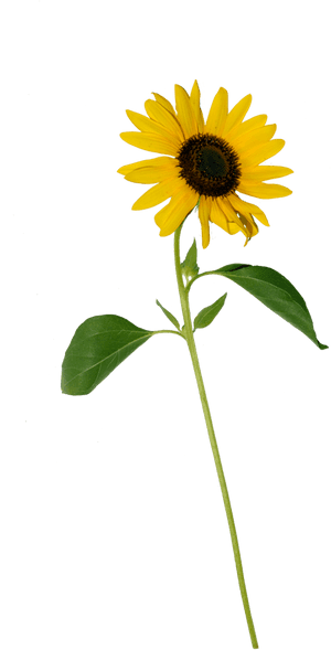 Single Stock Copy By - Sunflower With Stem Png, Transparent Png PNG