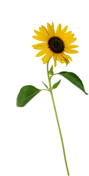 Single Sunflower Stem Isolated PNG Image