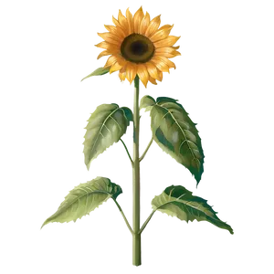 Single Sunflower Transparent Png Cmk PNG Image