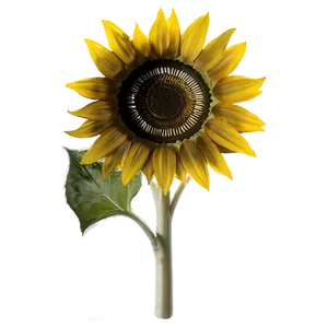 Single Sunflower Transparent Png Cod19 PNG Image