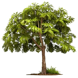 Single Tree Elevation View Png 06262024 PNG Image