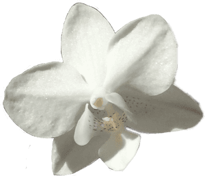 #flower #white #orchid #pretty #floral #plant #plats - Moth Orchid, HD Png Download PNG image with transparent background
