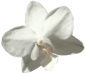 Single White Orchid Flower PNG Image