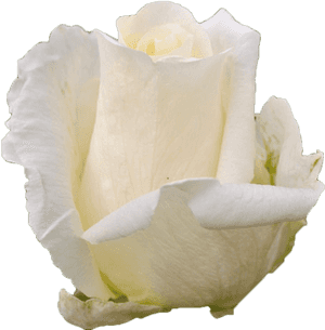 Garden Roses, HD Png Download PNG image with transparent background
