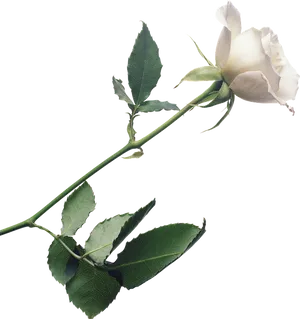 Single White Rose Stem PNG Image