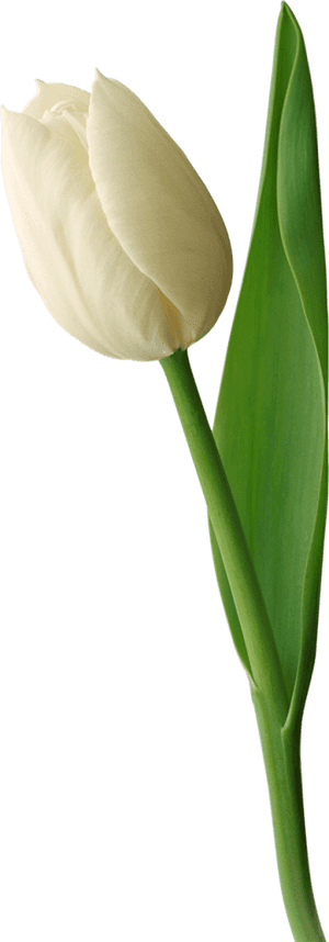 Thumb Image - White Tulip White Background, HD Png Download PNG image with transparent background