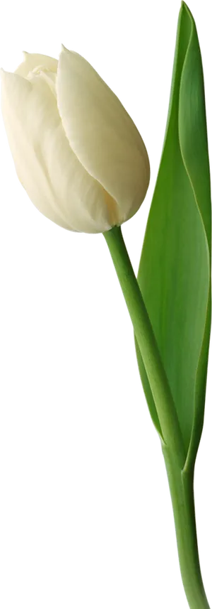 Single White Tulip Isolated Background PNG Image