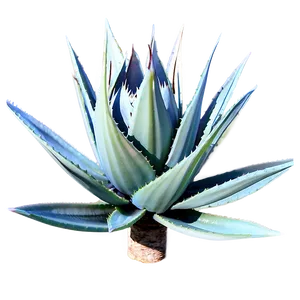 Sisal Agave Plant Png 2 PNG Image