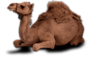 Sitting Camel Png, Transparent Png PNG image with transparent background