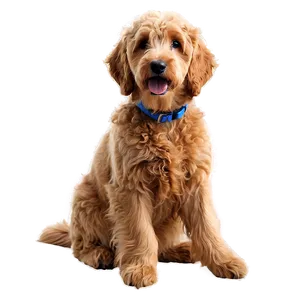 Sitting Goldendoodle Png Nyy19 PNG Image