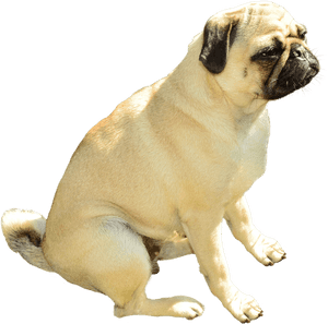 Pug - Transparent Background Pug Png, Png Download PNG image with transparent background