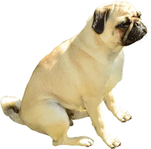 Sitting Pug Transparent Background PNG Image