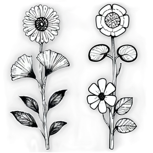 Sketched Black White Flowers Png Mje PNG Image