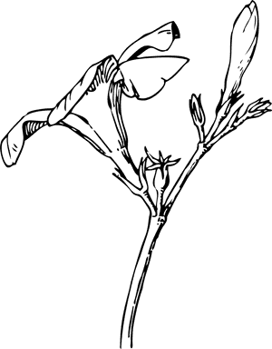 Oleander Flower Drawing, HD Png Download PNG image with transparent background