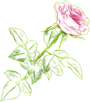 Sketchof Pink Roseon Blue Background.png PNG Image