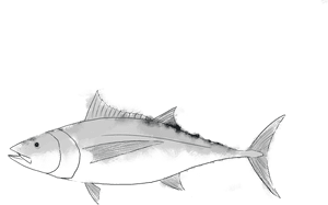 Fishgirl Seafood Full Order - Perch, HD Png Download PNG