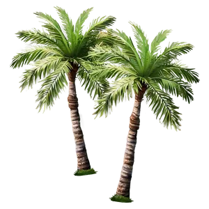 Sky-high Palm Tree Png 62 PNG Image