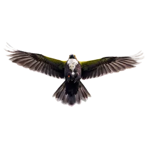 Skyward Bird Flight Png 41 PNG Image