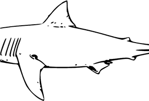 Shark Clipart Watercolor - Great White Shark Clip Art PNG image with transparent background