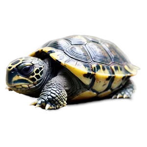 Sleeping Baby Turtle Png Hui58 PNG Image