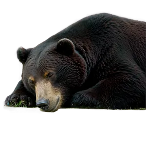 Sleeping Bear Png 59 PNG Image