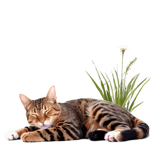 Sleeping Cat PNG 05232024 PNG image with transparent background