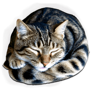 Sleeping Cat PNG 36 PNG image with transparent background