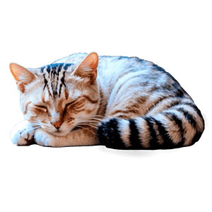 Sleeping Cat PNG 39 PNG image with transparent background