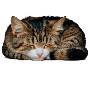 Sleeping Cat PNG njc68 PNG image with transparent background