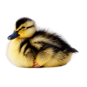 Sleeping Duckling PNG 53 PNG