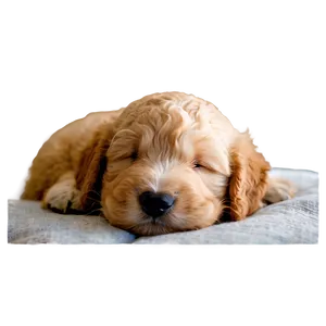 Sleeping Goldendoodle Puppy Png Vev PNG Image