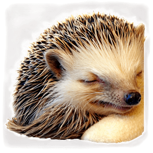 Sleeping Hedgehog PNG 28 PNG image with transparent background