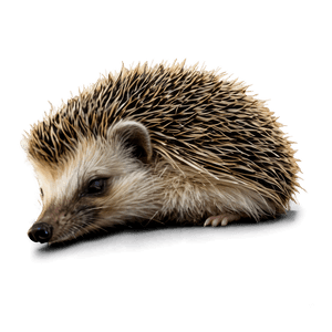 Sleeping Hedgehog PNG 91 PNG image with transparent background