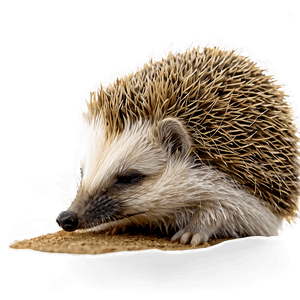 Sleeping Hedgehog PNG vdl69 PNG image with transparent background