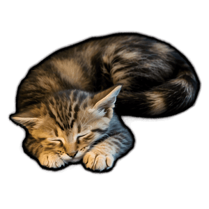 Sleeping Kitten PNG 05232024 PNG image with transparent background