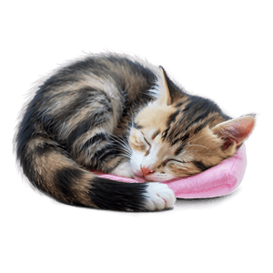 Sleeping Kitten PNG fjf PNG image with transparent background