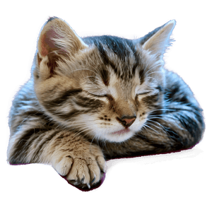 Sleeping Kitten PNG nvv PNG image with transparent background