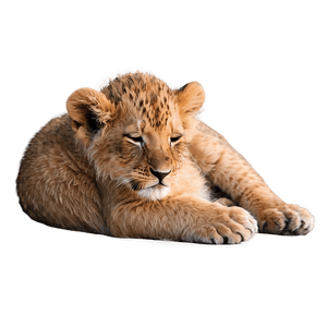Sleeping Lion Cub PNG 9 PNG image with transparent background