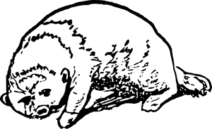 Otter, HD Png Download PNG image with transparent background