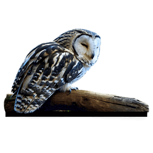 Sleeping Owl PNG keb PNG image with transparent background