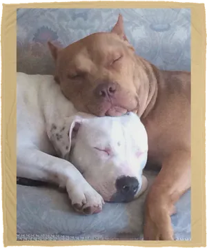 Sleeping Pitbull Friends PNG Image