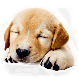 Sleeping Puppy PNG 8 PNG image with transparent background