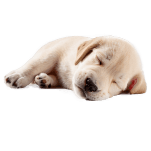 Sleeping Puppy PNG pum82 PNG image with transparent background