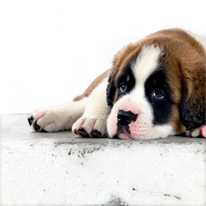 Sleepy Saint Bernard Puppy Png Dvf PNG Image