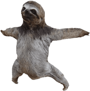 Sloth Png Photo Background - Sloth With Clear Background, Transparent Png PNG image with transparent background
