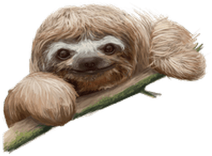 Sloth Png Transparent Images - Sloth Png, Png Download PNG image with transparent background