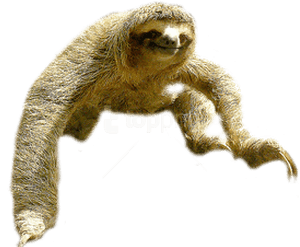 Sloth Portable Network Graphics Clip Art Image Vector - Sloth Png, Transparent Png PNG image with transparent background
