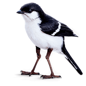 Small Bird PNG 05232024 PNG
