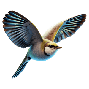 Small Bird PNG drr96 PNG