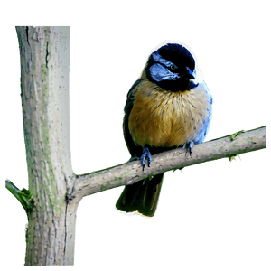 Small Bird PNG dxs PNG